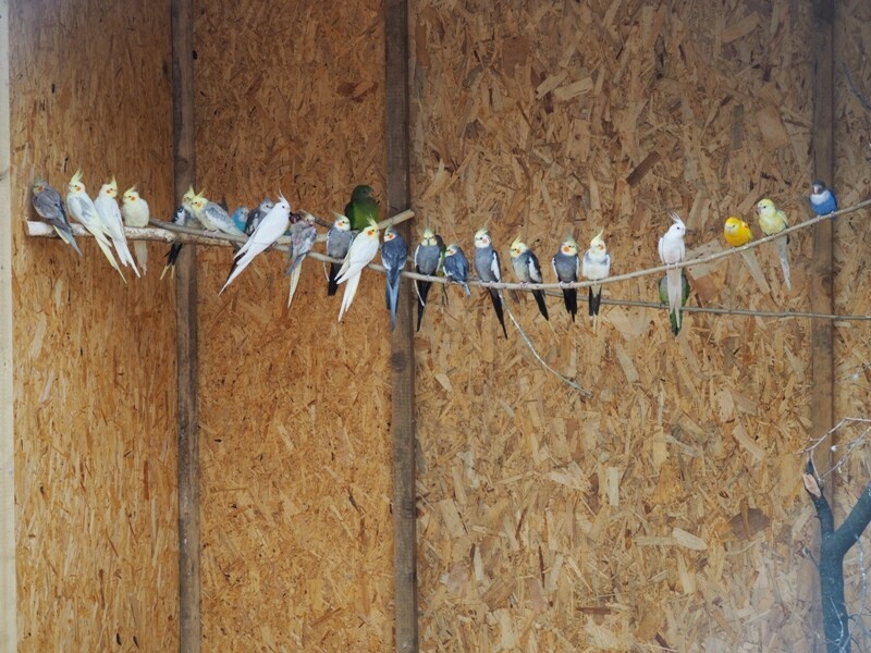 Záchranná stanice pro DIVOKÁ a EXOTICKÁ zvířata foto 6