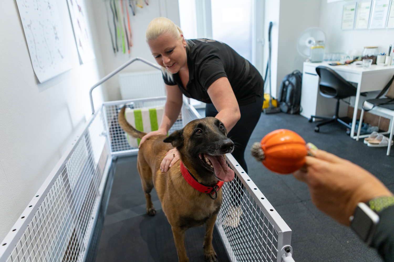 Fyzio pro psy - Ing. Ivana Votrubová, CertCAAPR foto 3