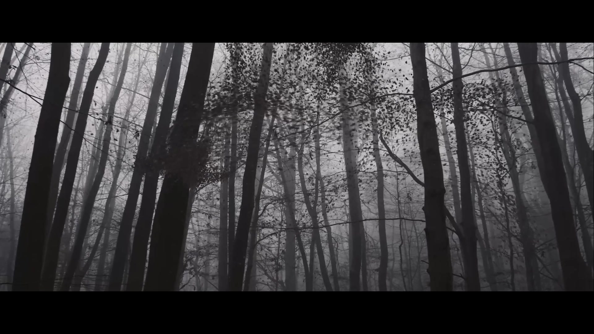 SB Films foto 2 (náhled videa)