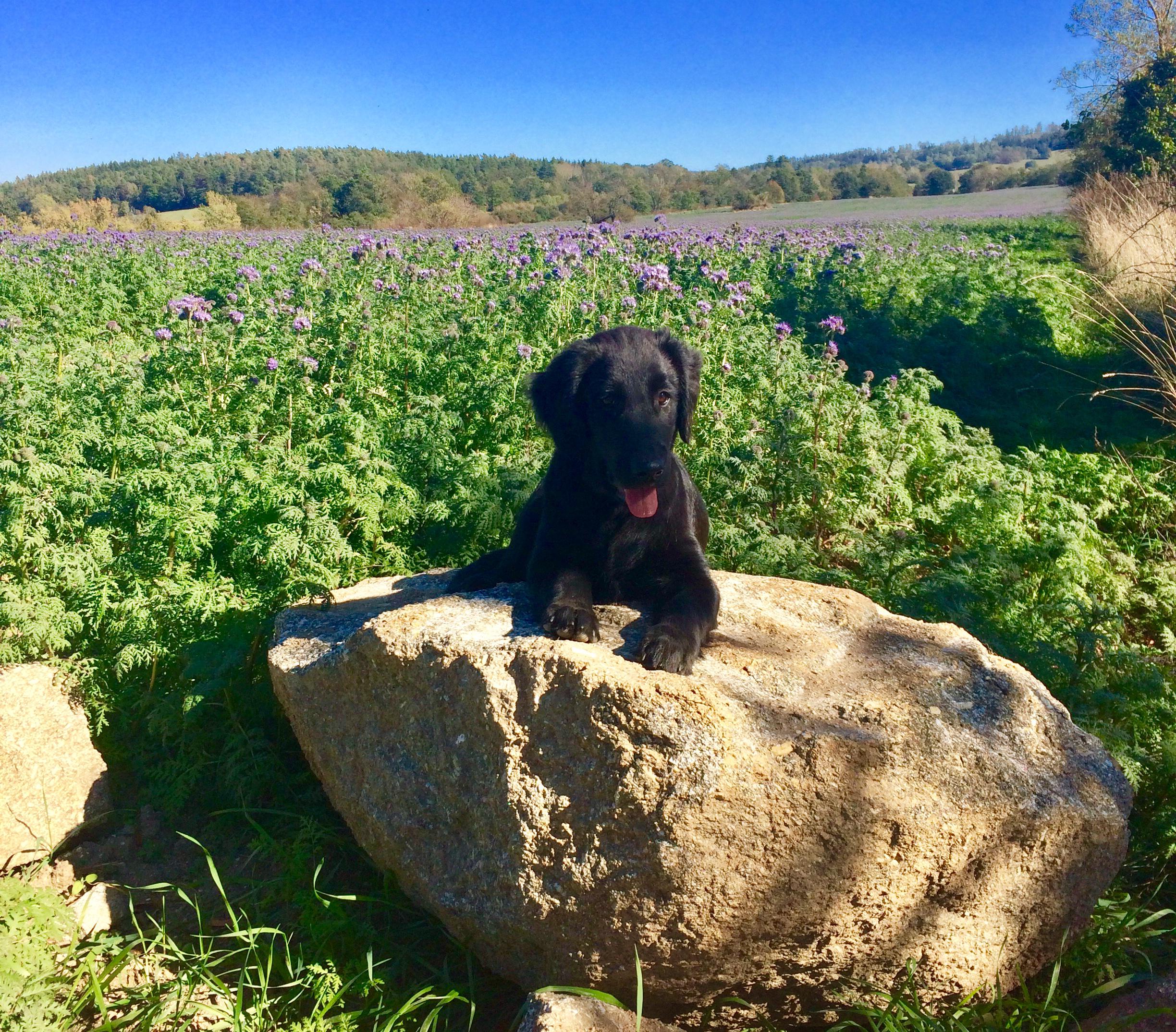 Z Kraje kamenů - chovatelská stanice Flat coated retriever foto 4