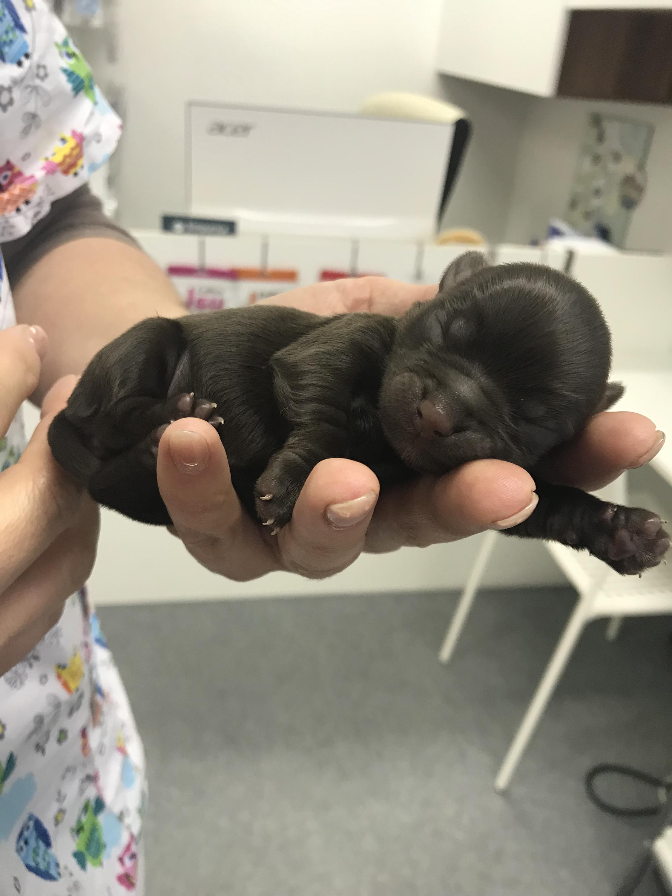 Veterinární ordinace GALVET - MVDr. Ivona Galušková foto 3