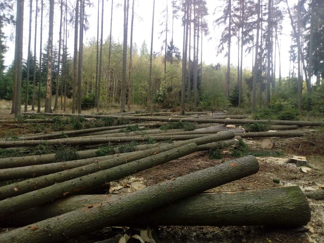 Aleš Zemánek – rizikové kácení dřevin foto 4