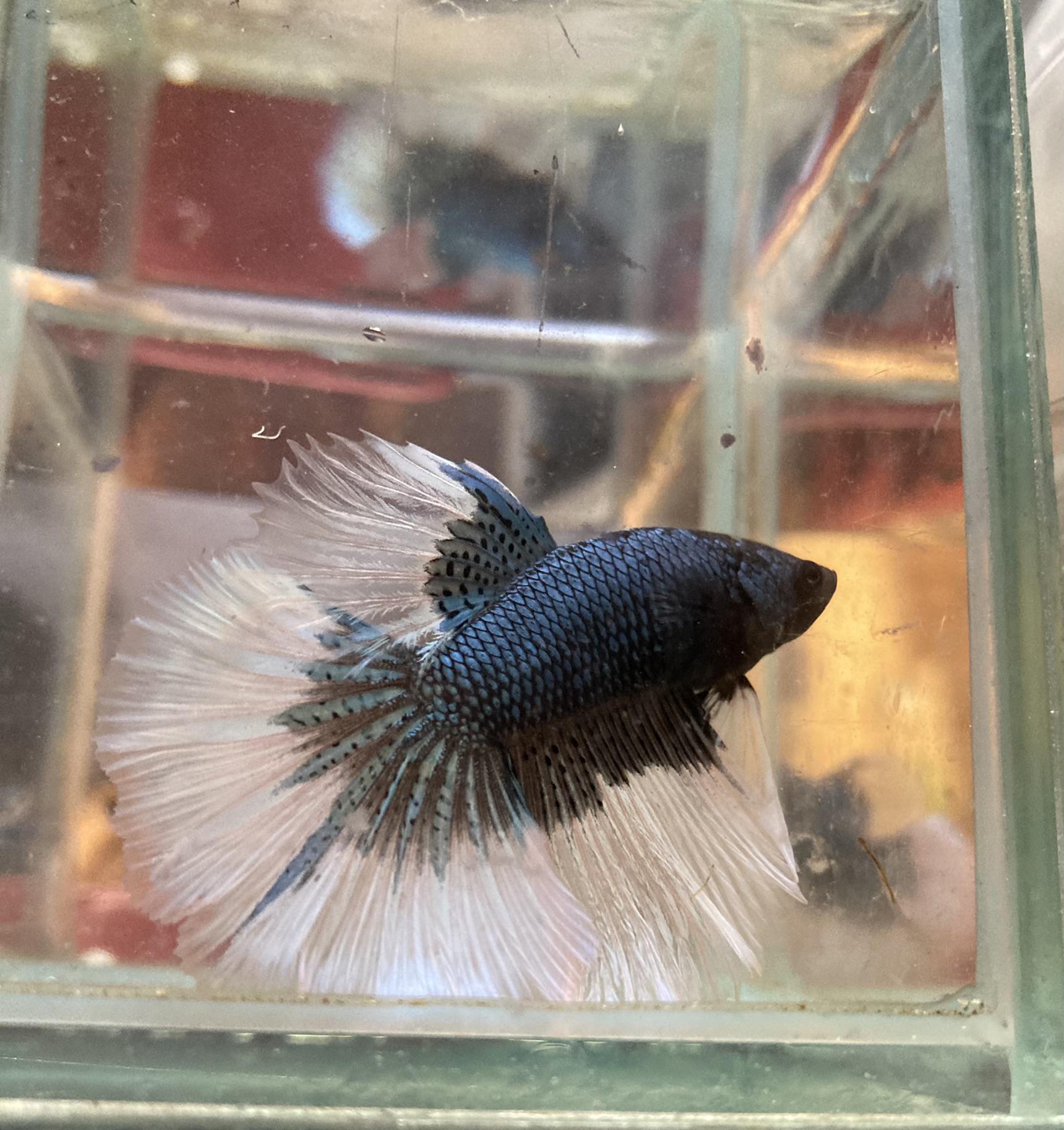 ZOONIKA Florián foto 5