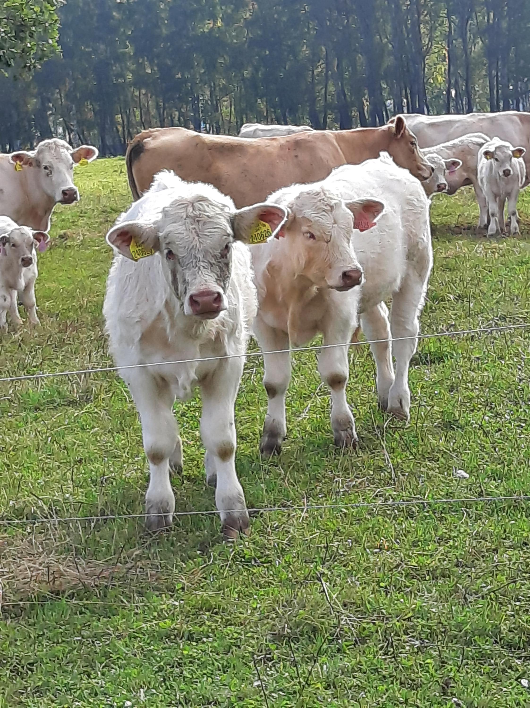 Rodinná farma - Richard Vans foto 2