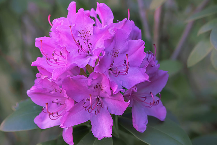 Rododendrony a azalky