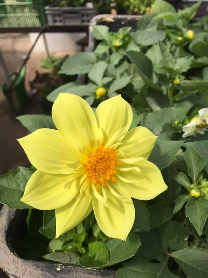 Zahradnictví Dolina foto 1