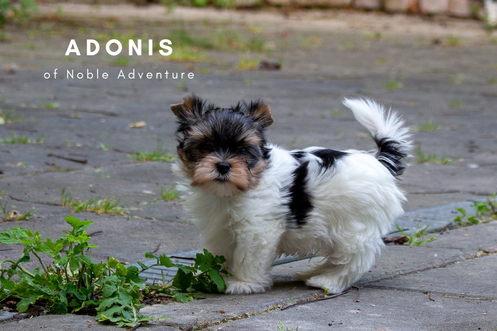 Chovatelská stanice of Noble Adventure foto 2