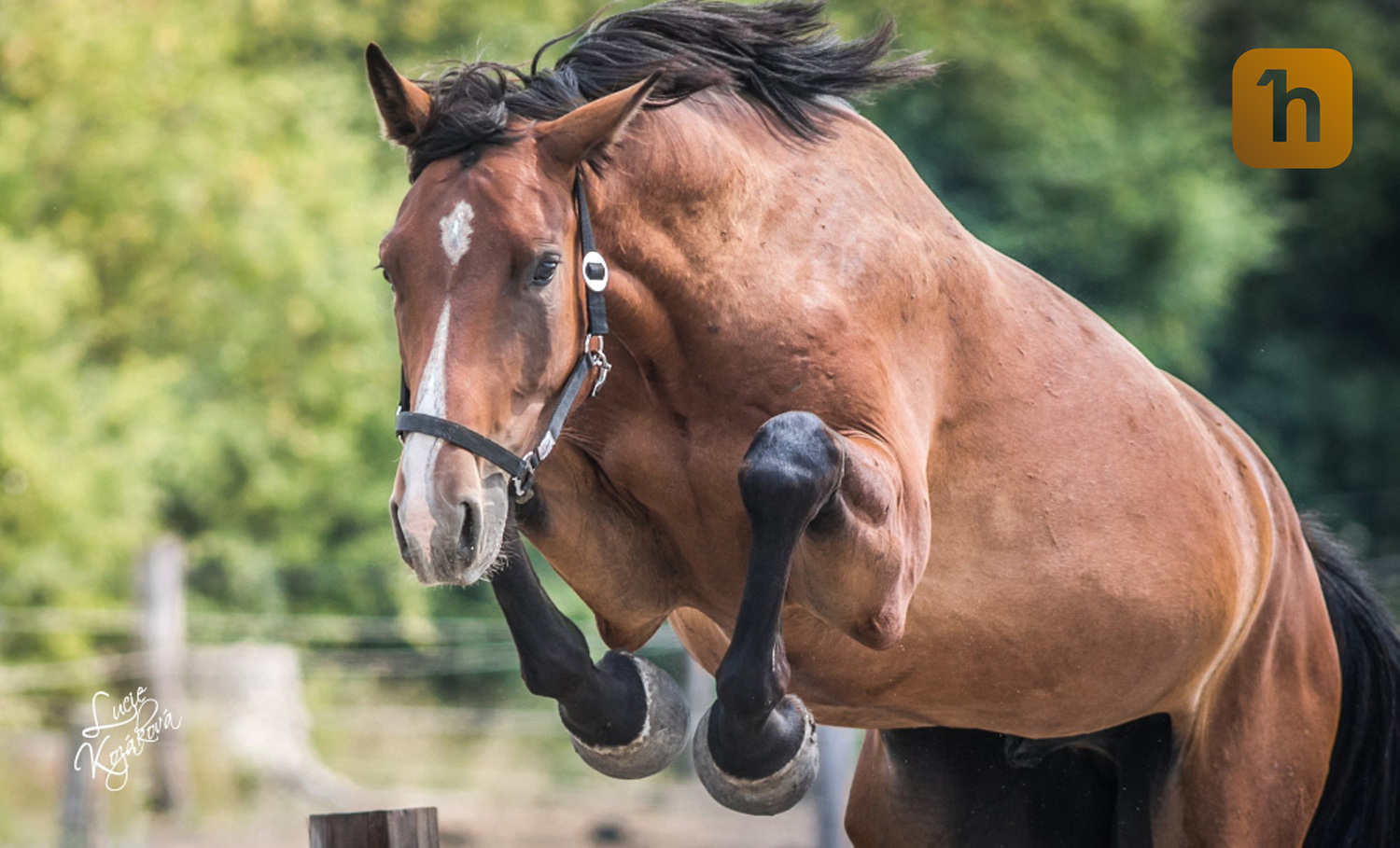 horseboook foto 3