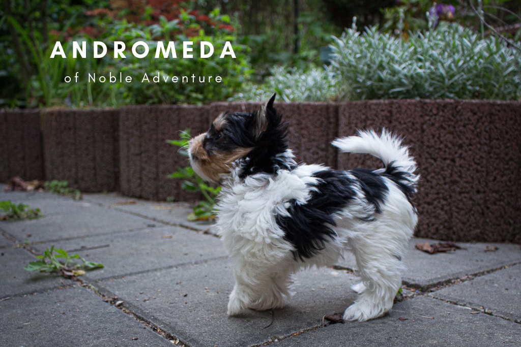 Chovatelská stanice of Noble Adventure foto 3