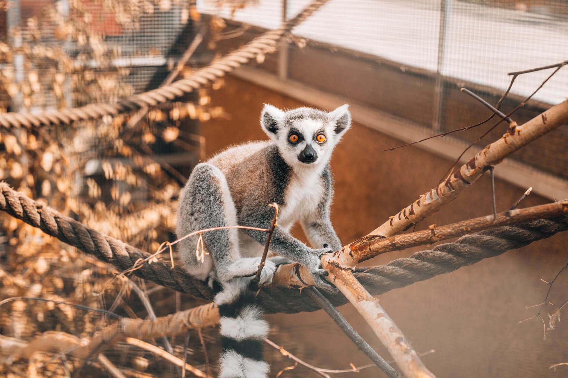 ZOOPARK STĚŽERY foto 2