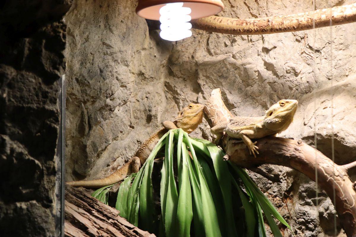 Zoo Děčín - Rajské ostrovy foto 5