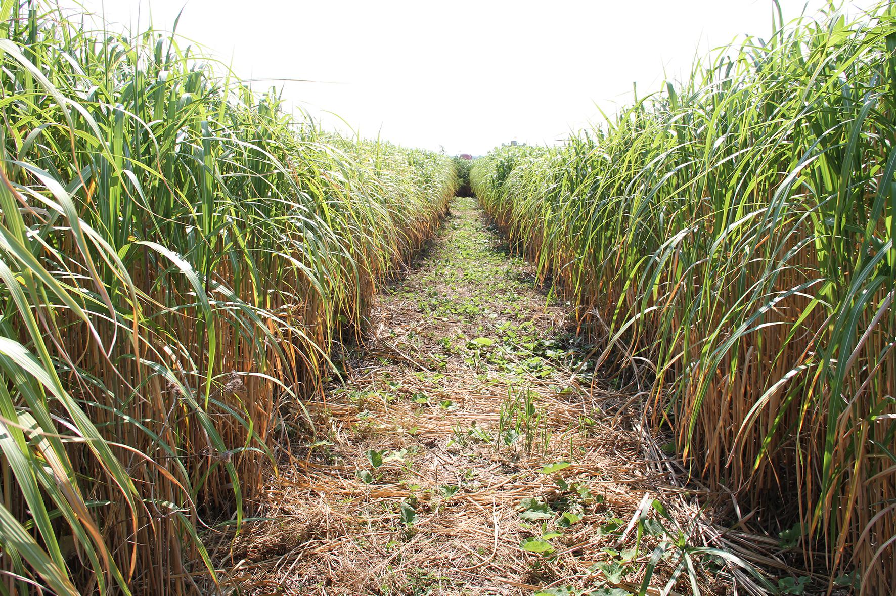 Bludiště Excalibur City