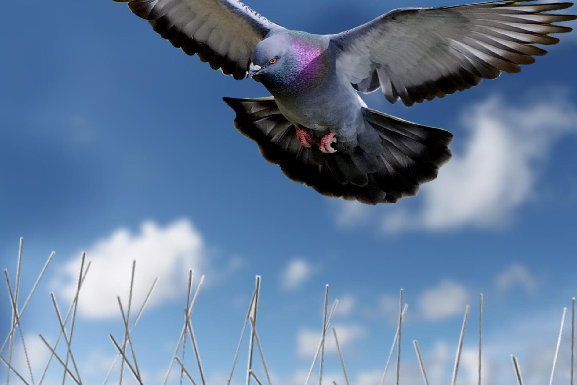 Zábrany proti ptactvu