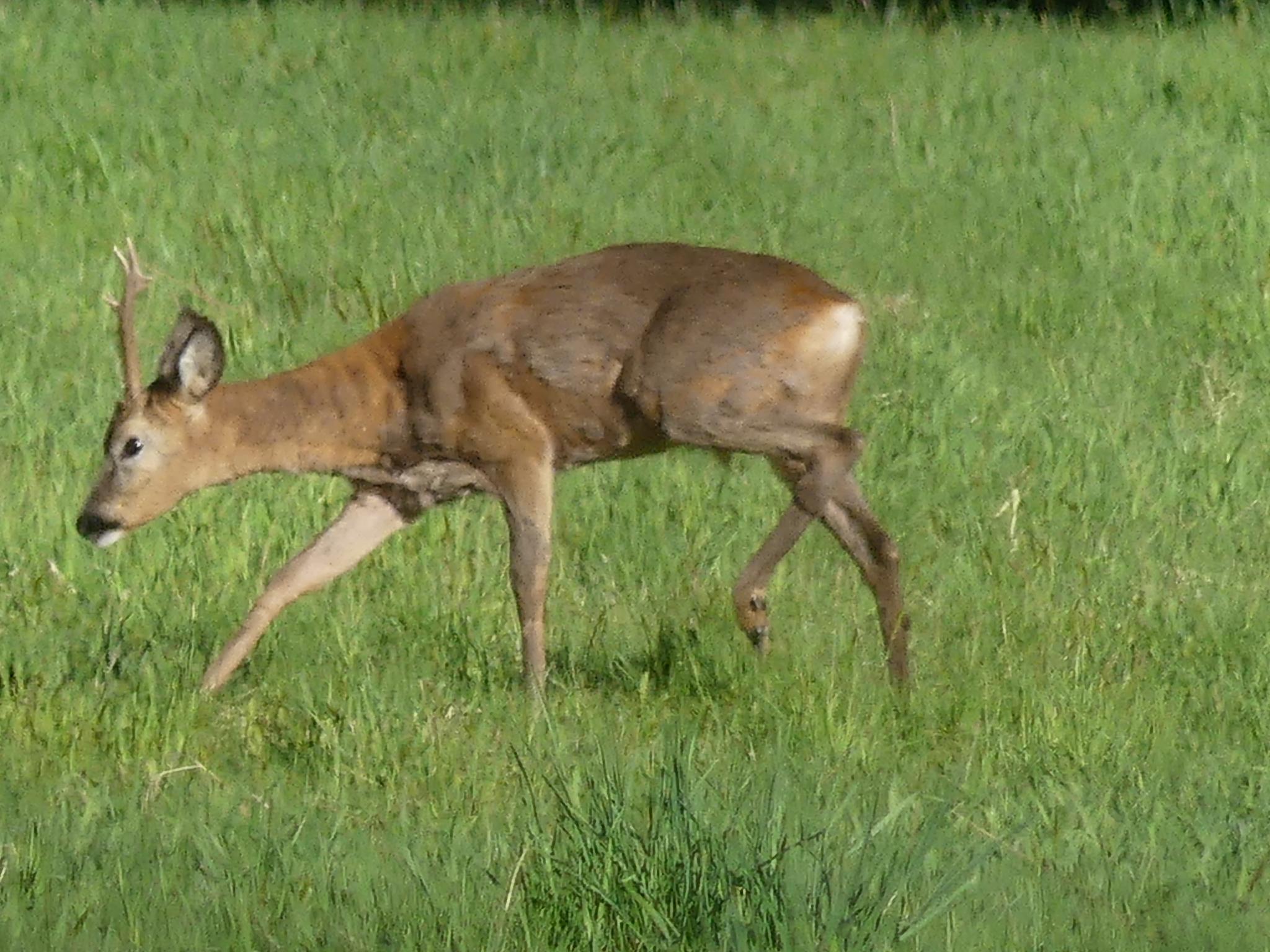 Myslivecké sdružení Březovec Zubří, o.s. foto 2