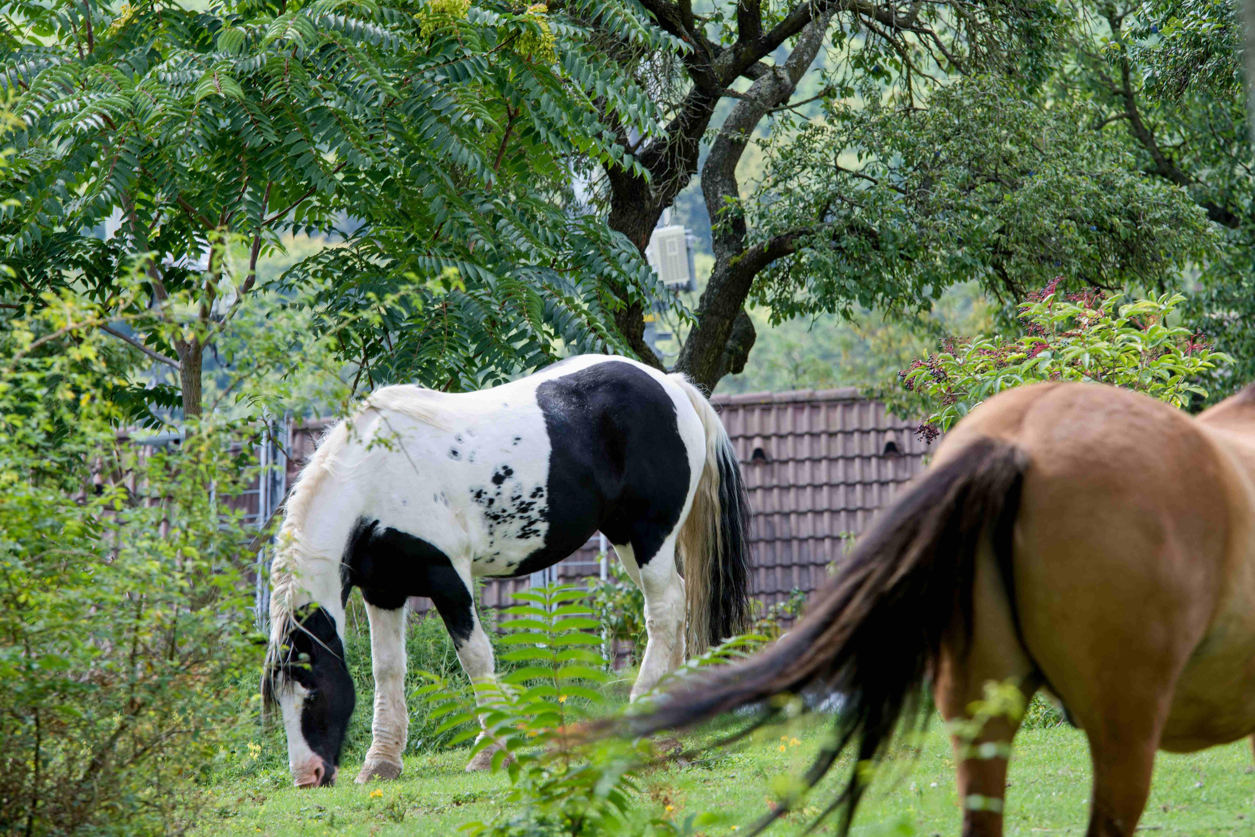 Pražský jezdecký klub Gabrielka