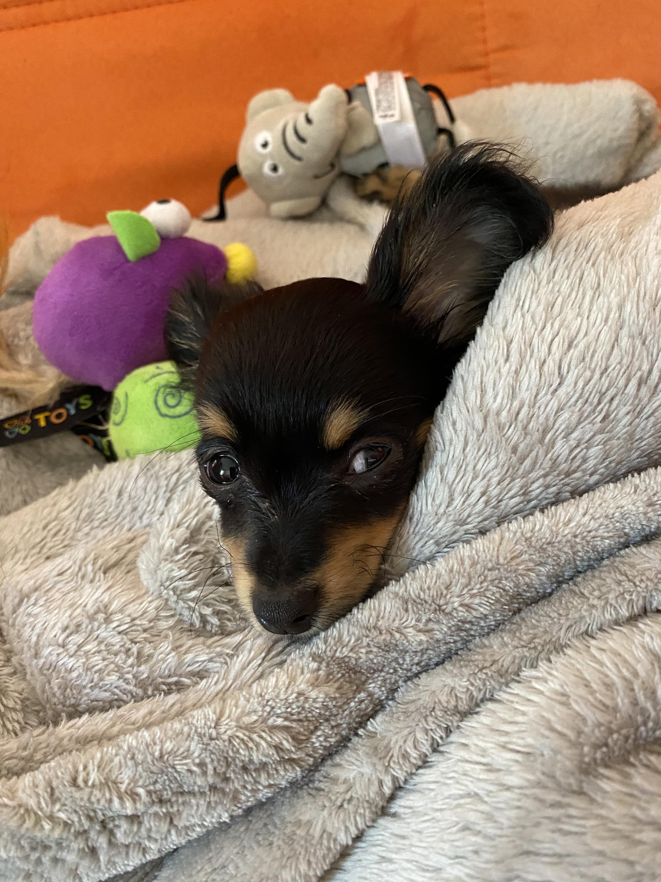 MVDr. Radek Svoboda foto 3