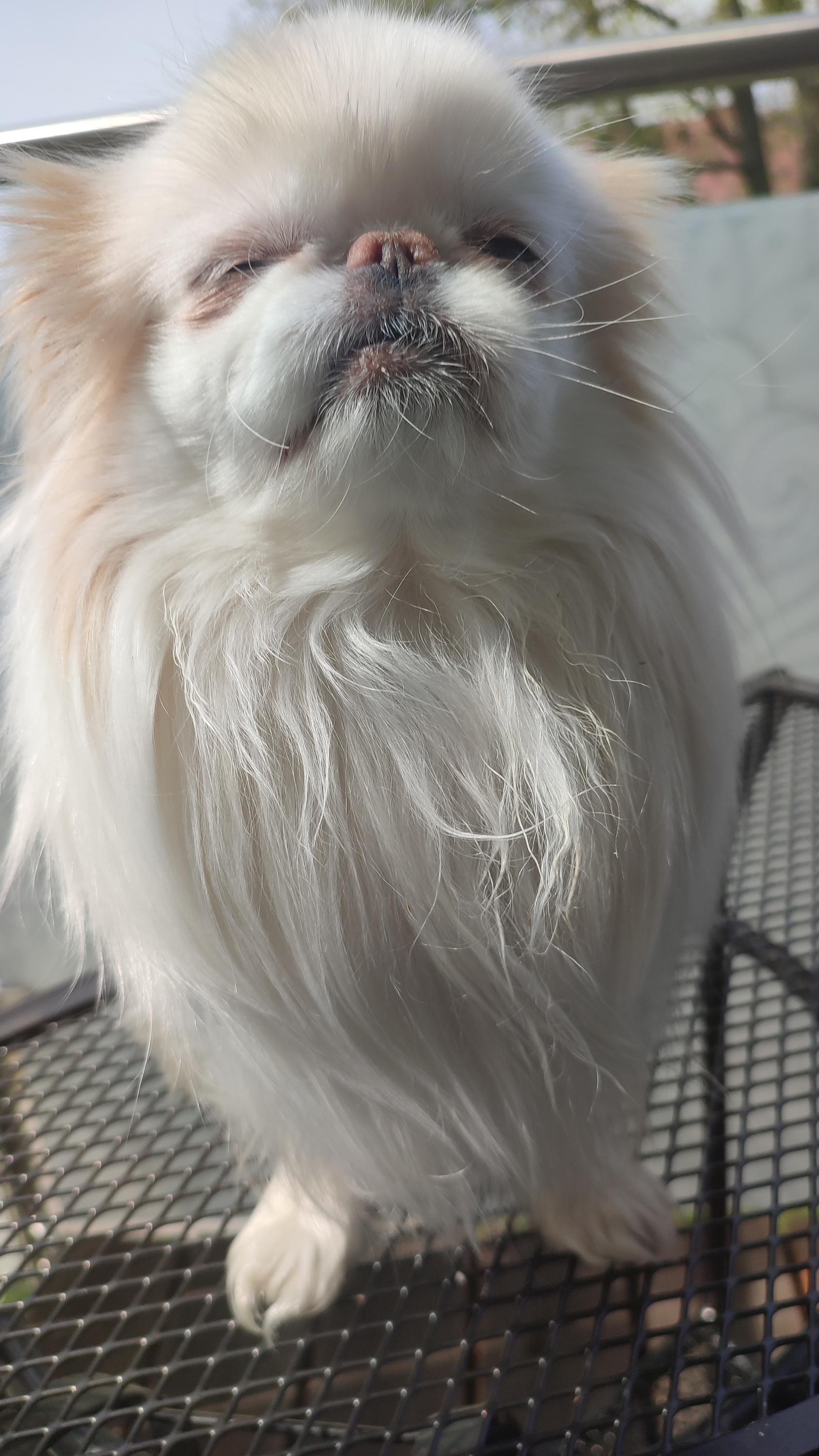 Chovatelská stanice Japan Chin Pod rozhlednou foto 6