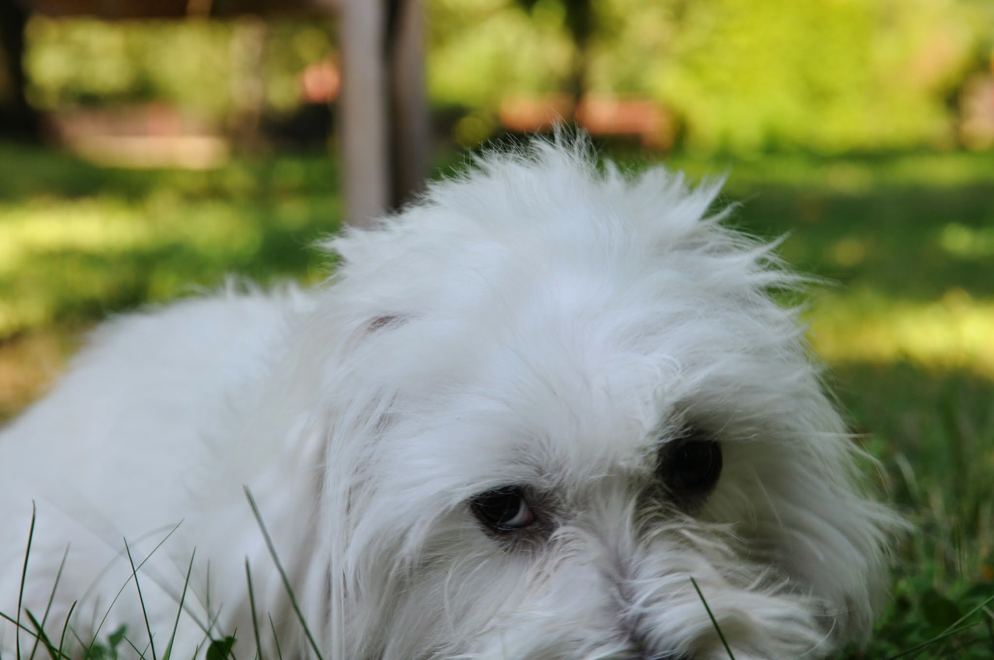 Meggie - Oblečky pro malé pejsky foto 6