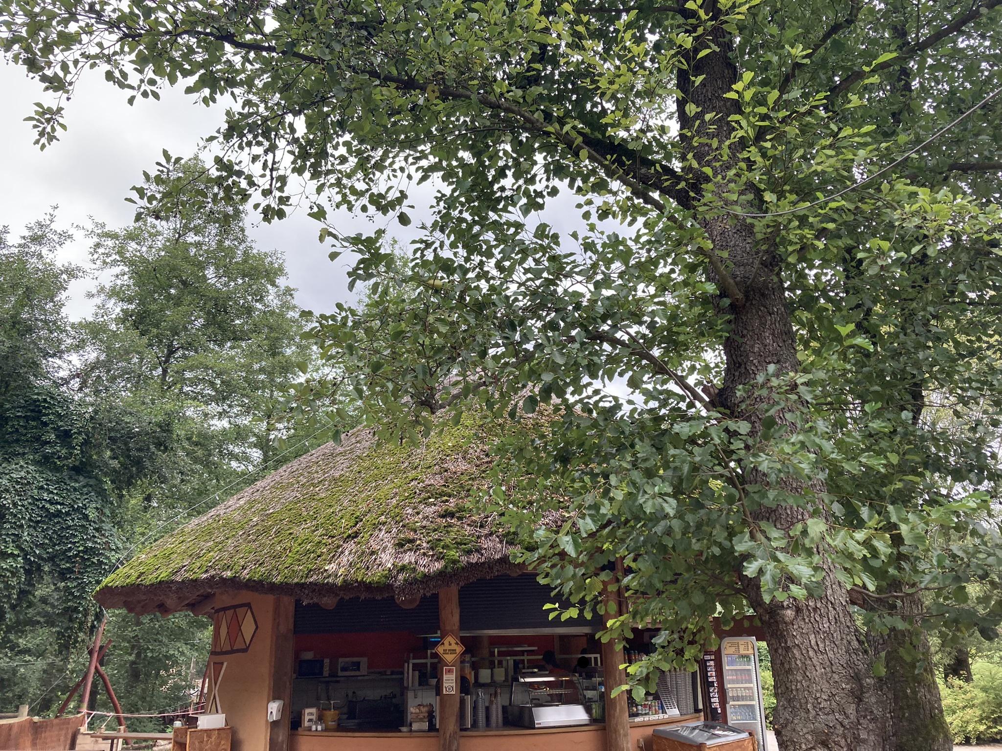 Restaurant KIFARU foto 4