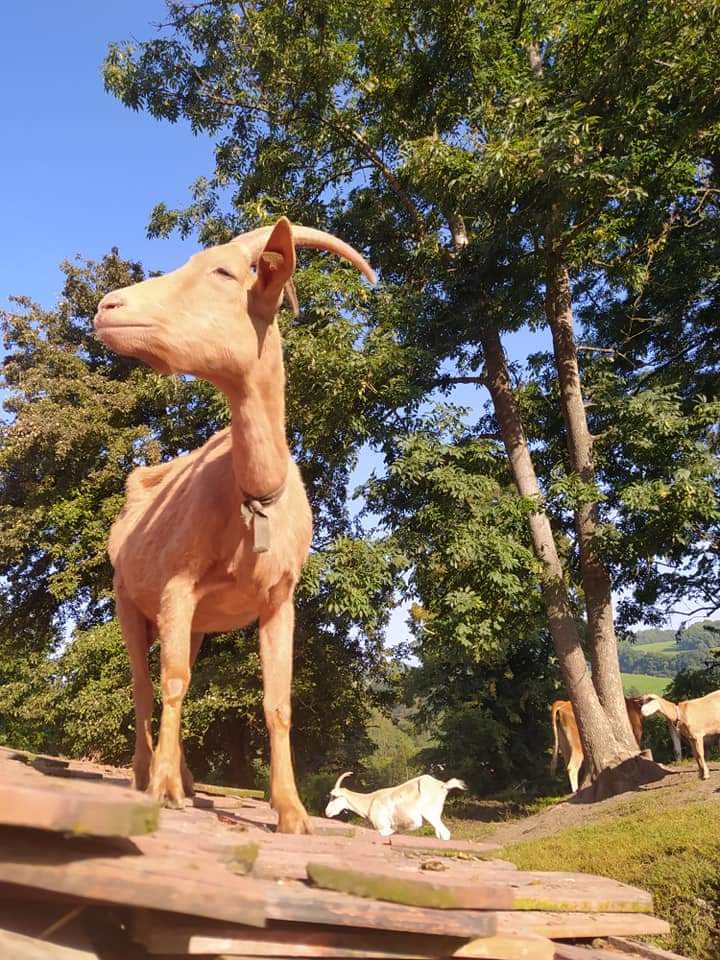 Hospodářství pod Strážným Vrchem foto 5