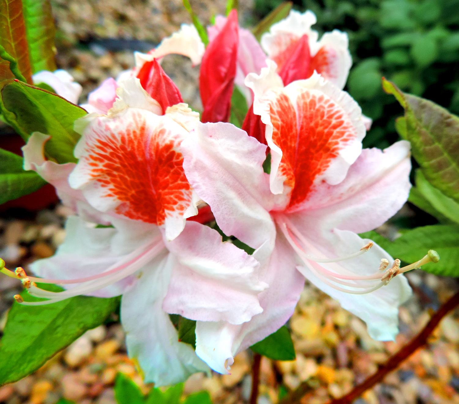 Zahradnictví Na Zázvorce foto 4