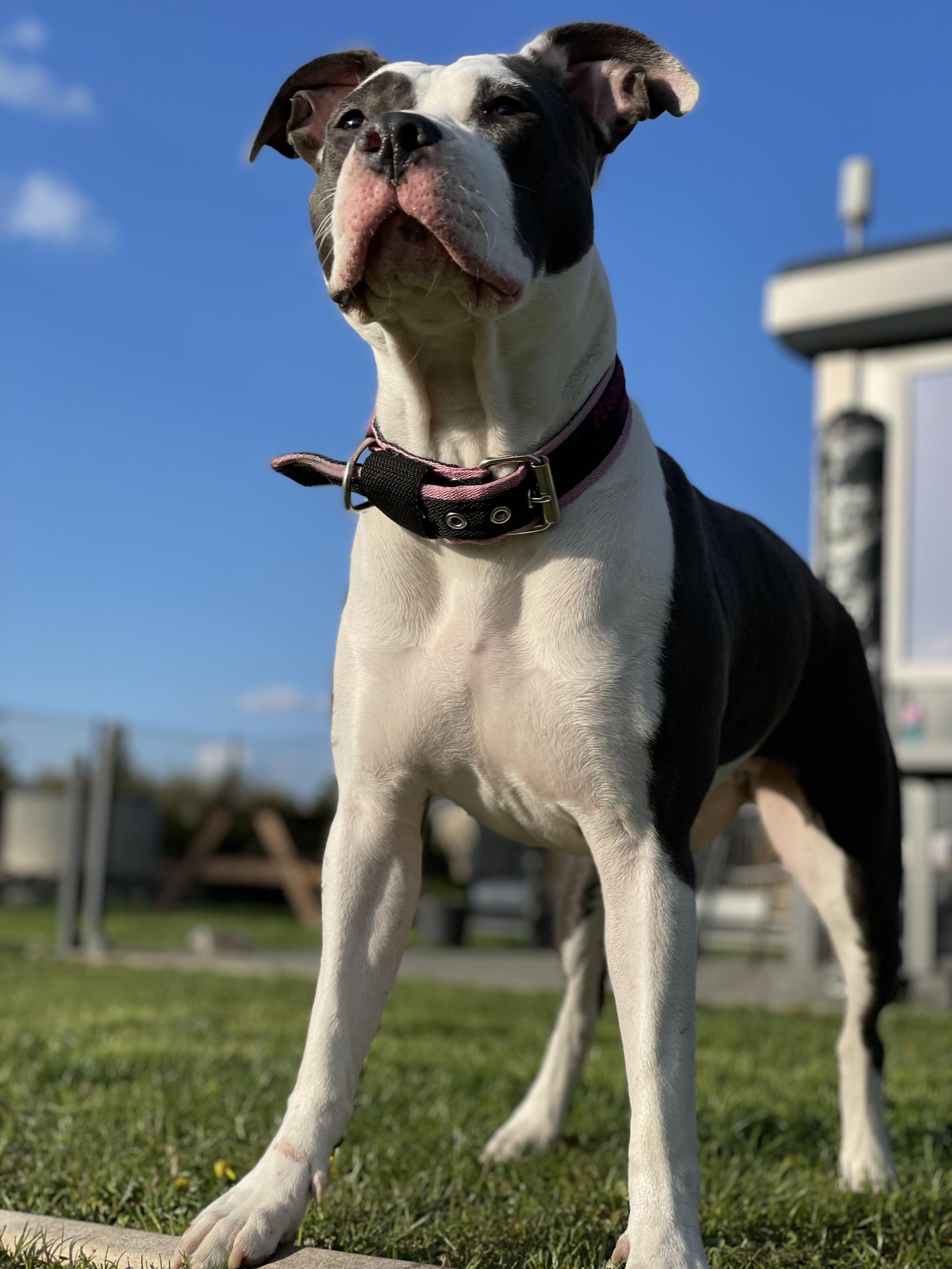 EASTWIND DOG CENTER foto 3