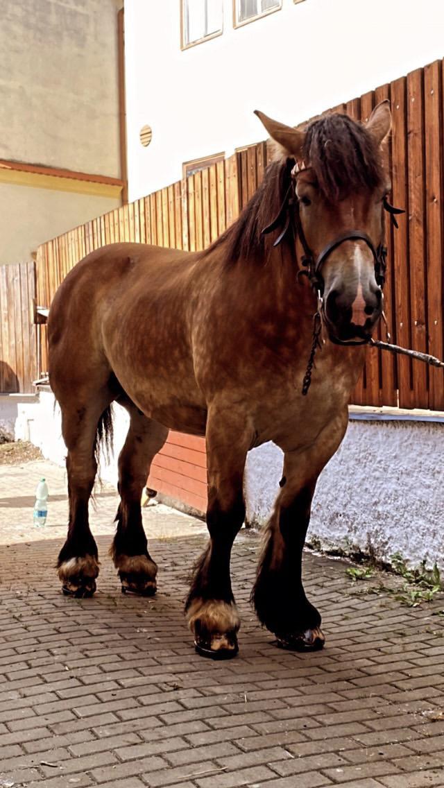 Podkovář Šimon Jurovic foto 4