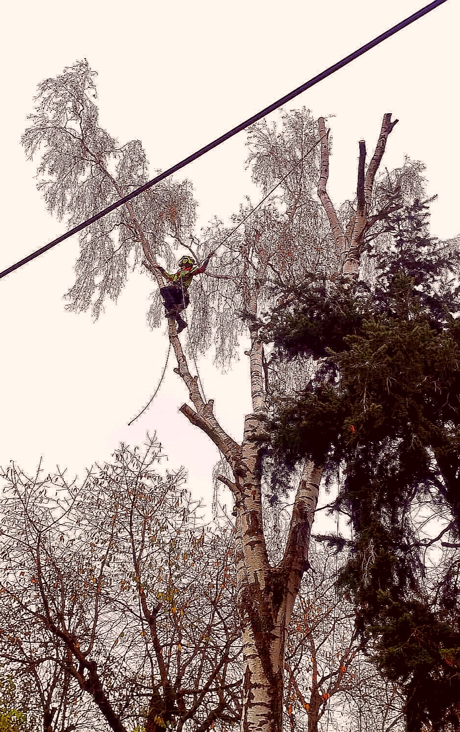 Tree Works - rizikové kácení a prořez stromů foto 3