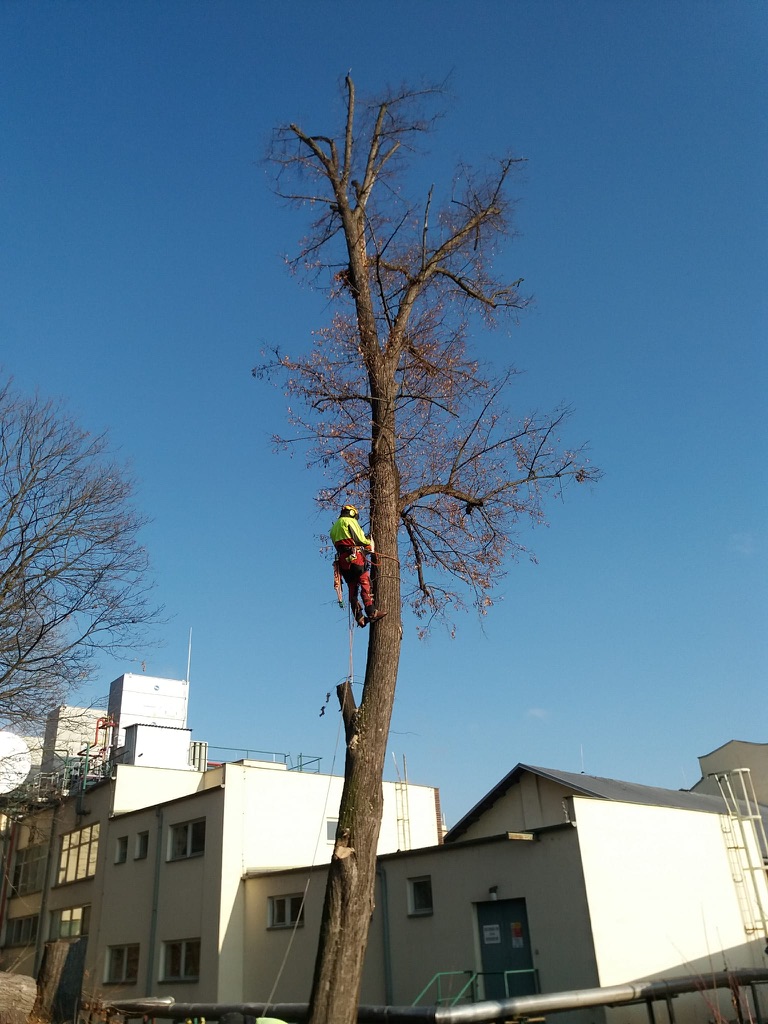 Rizikové kácení a ořezy stromů - Trojanec foto 4