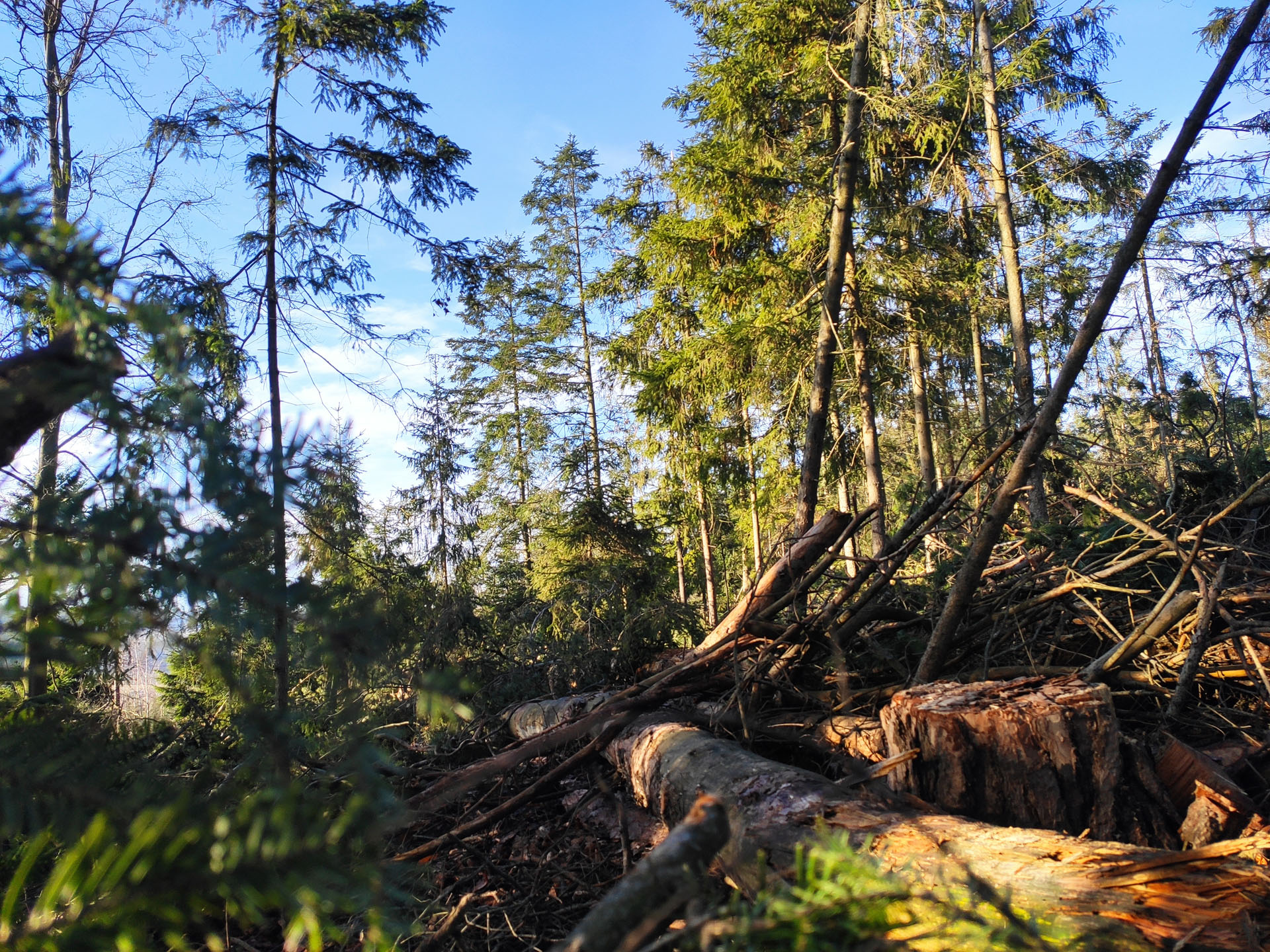 Modrý vrch | Bushcraft site Konice foto 2