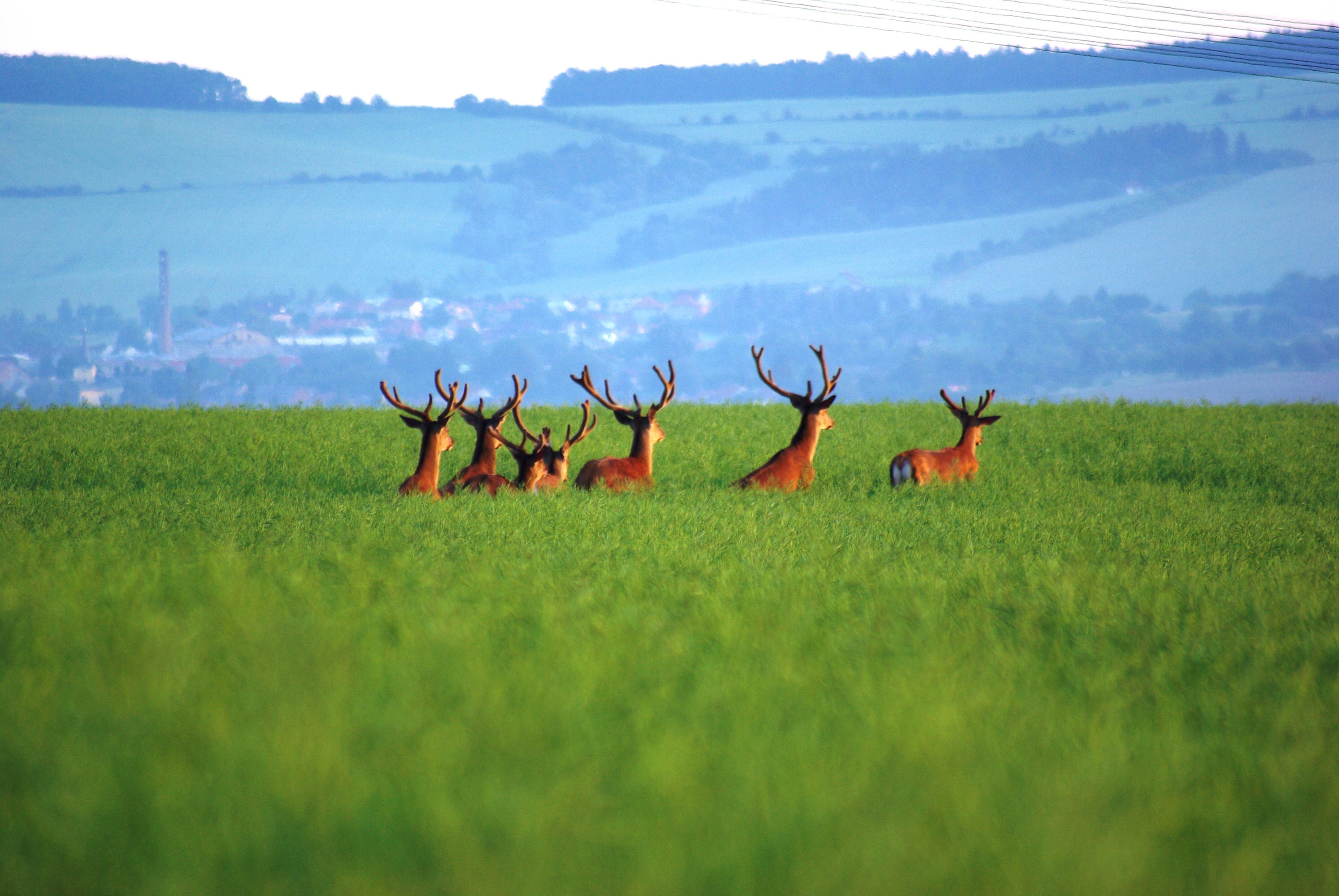 Místní akční skupina Hříběcí hory, z.s. foto 4