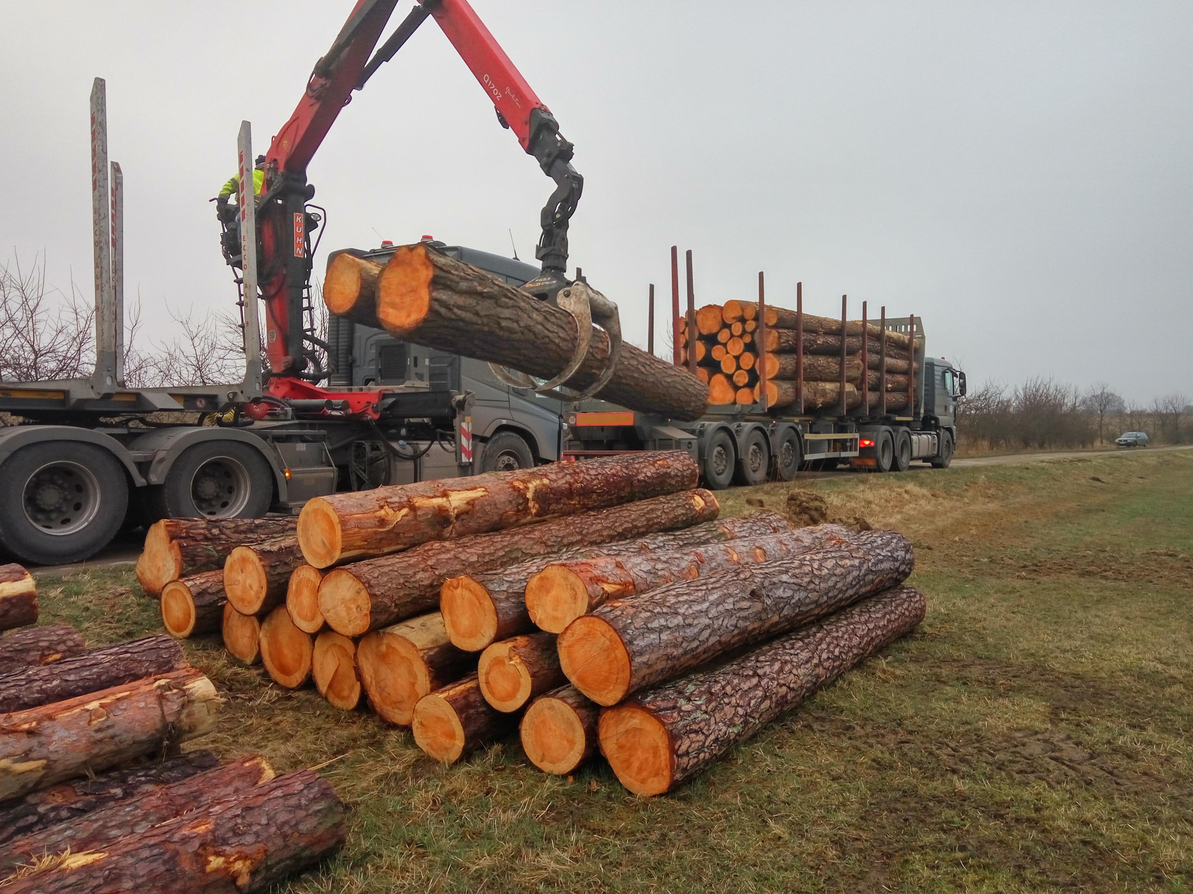 Výkup kůrovcového dřeva foto 2