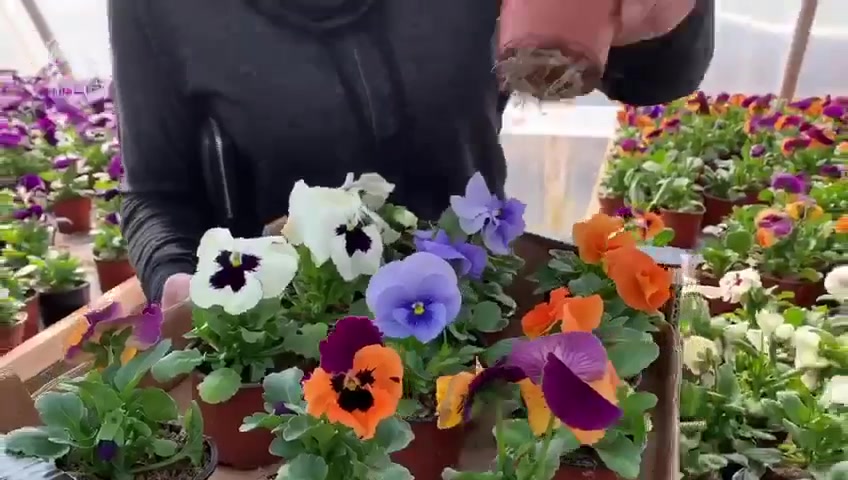 Zahradnictví Chalačev foto 2 (náhled videa)