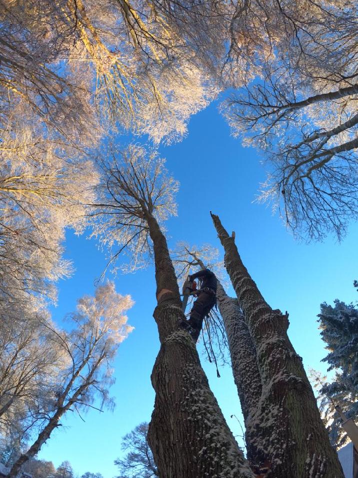 Rizikové kácení stromů - Tomáš Halada foto 2
