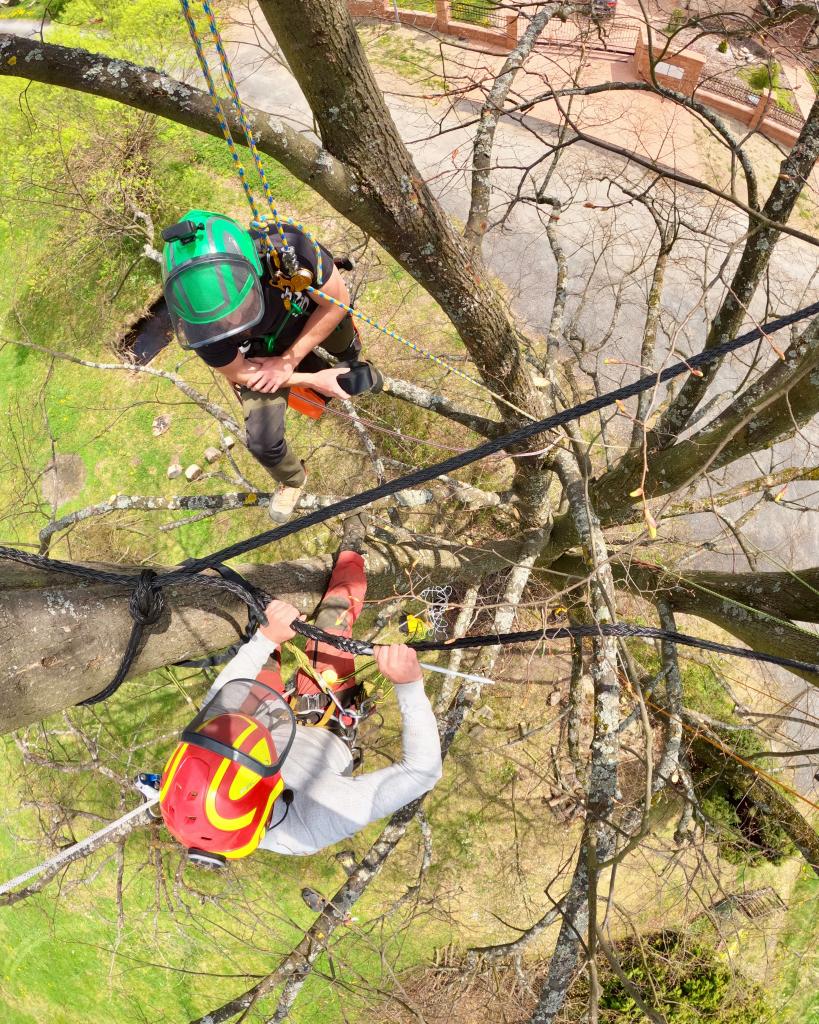 Rizikové kácení stromů - Tomáš Halada foto 4