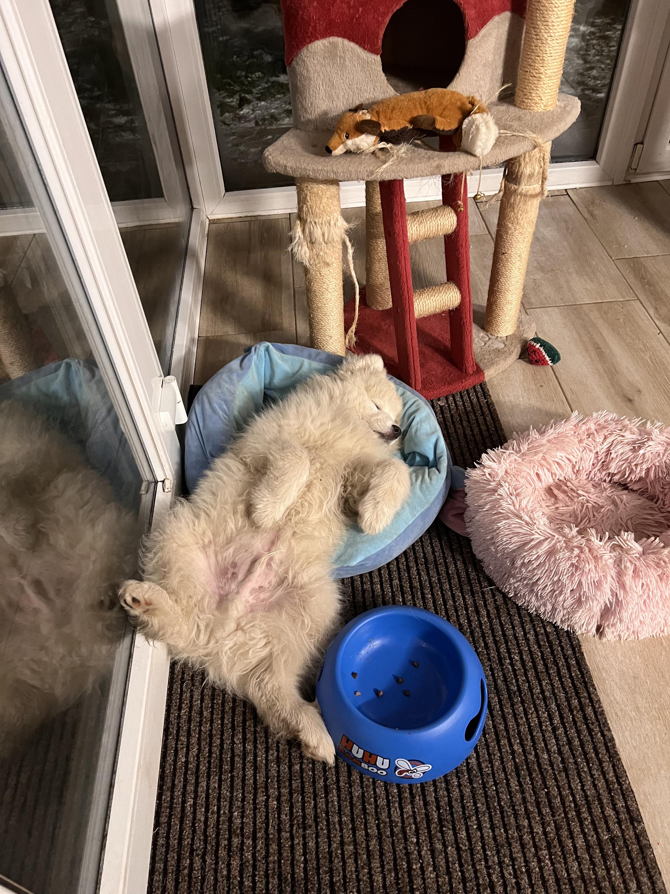 Veterinární klinika LIVE - MVDr. Jiří Vomáčka foto 6