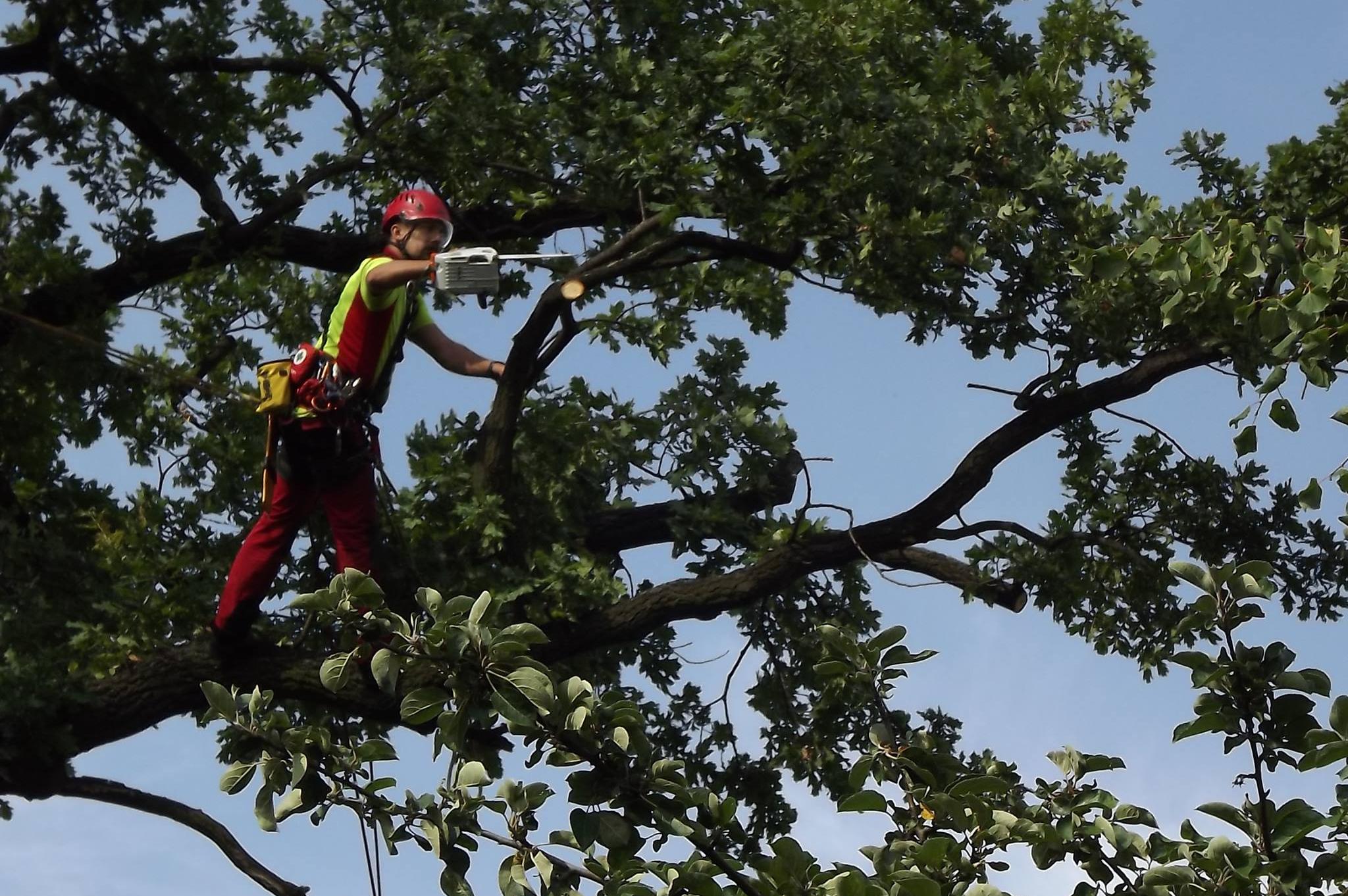 Ondřej Záhora - Arboristická činnost