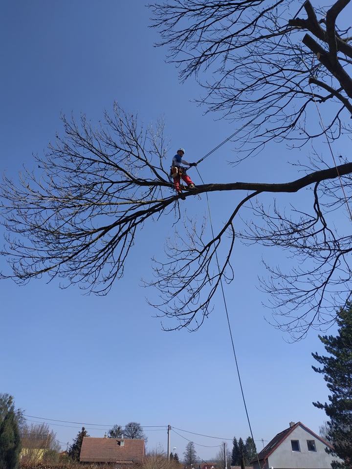 Arboristika - Ing. Uchytil Vojtěch foto 4