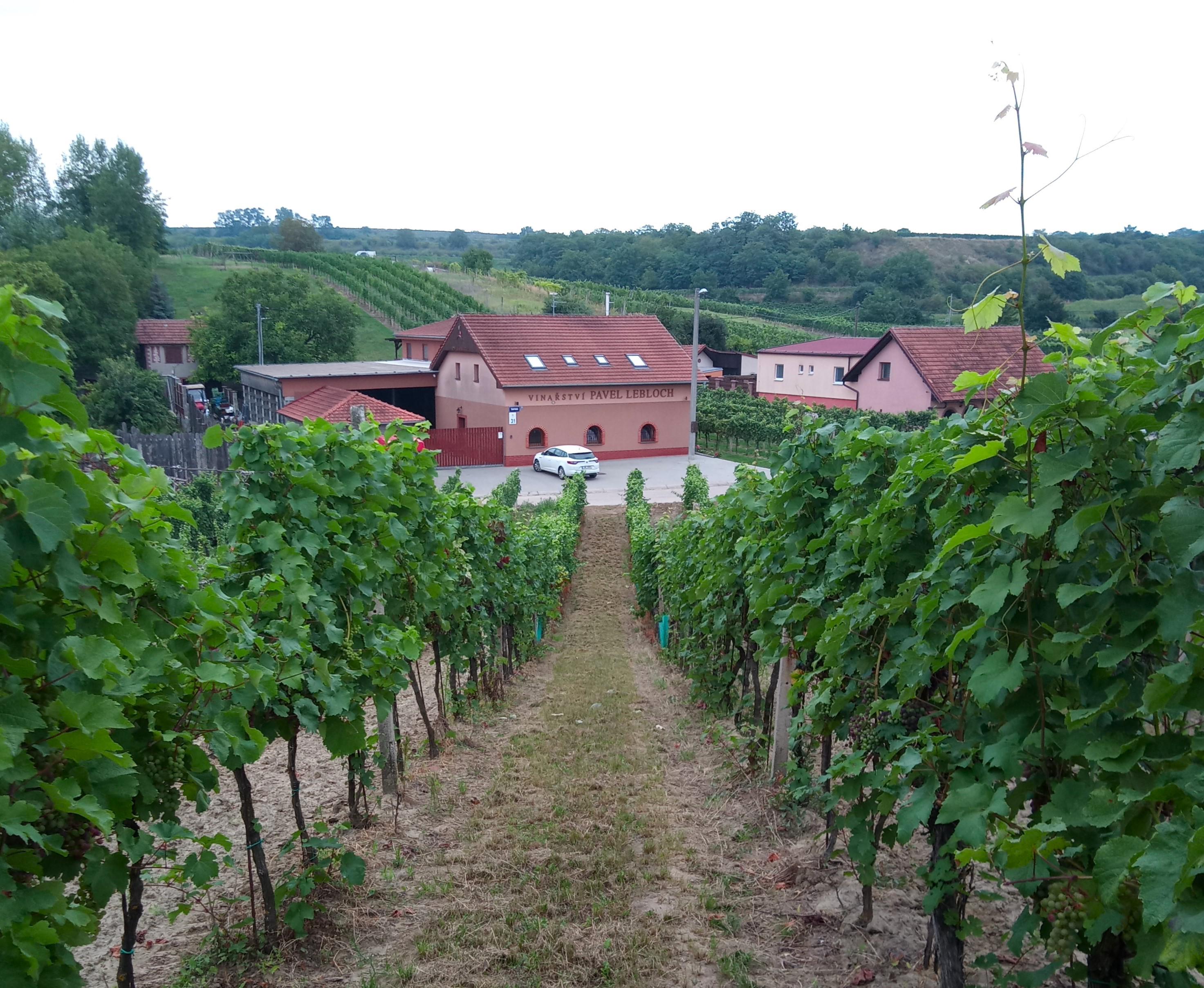 Vinařství Pavel Lebloch, s.r.o. foto 4