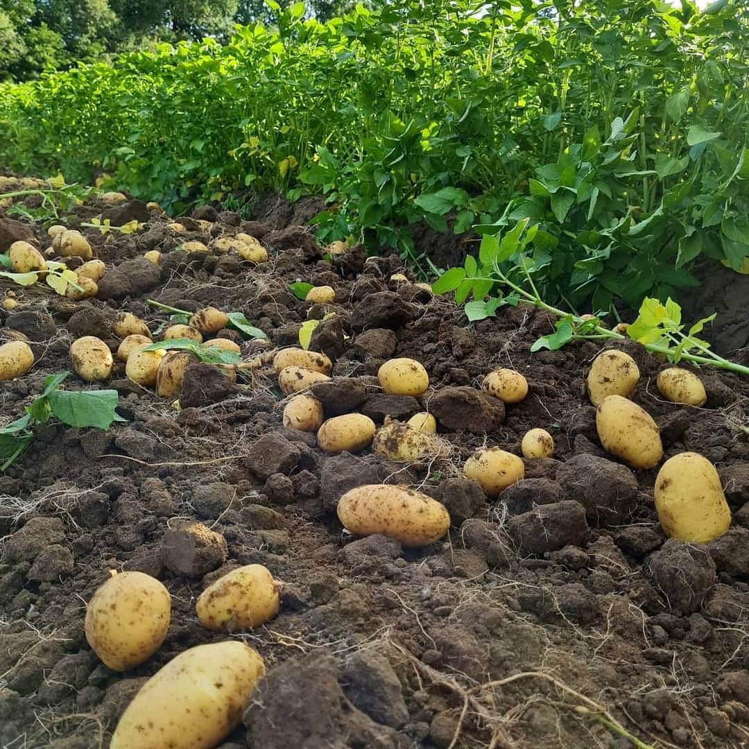 Farma Kala foto 4