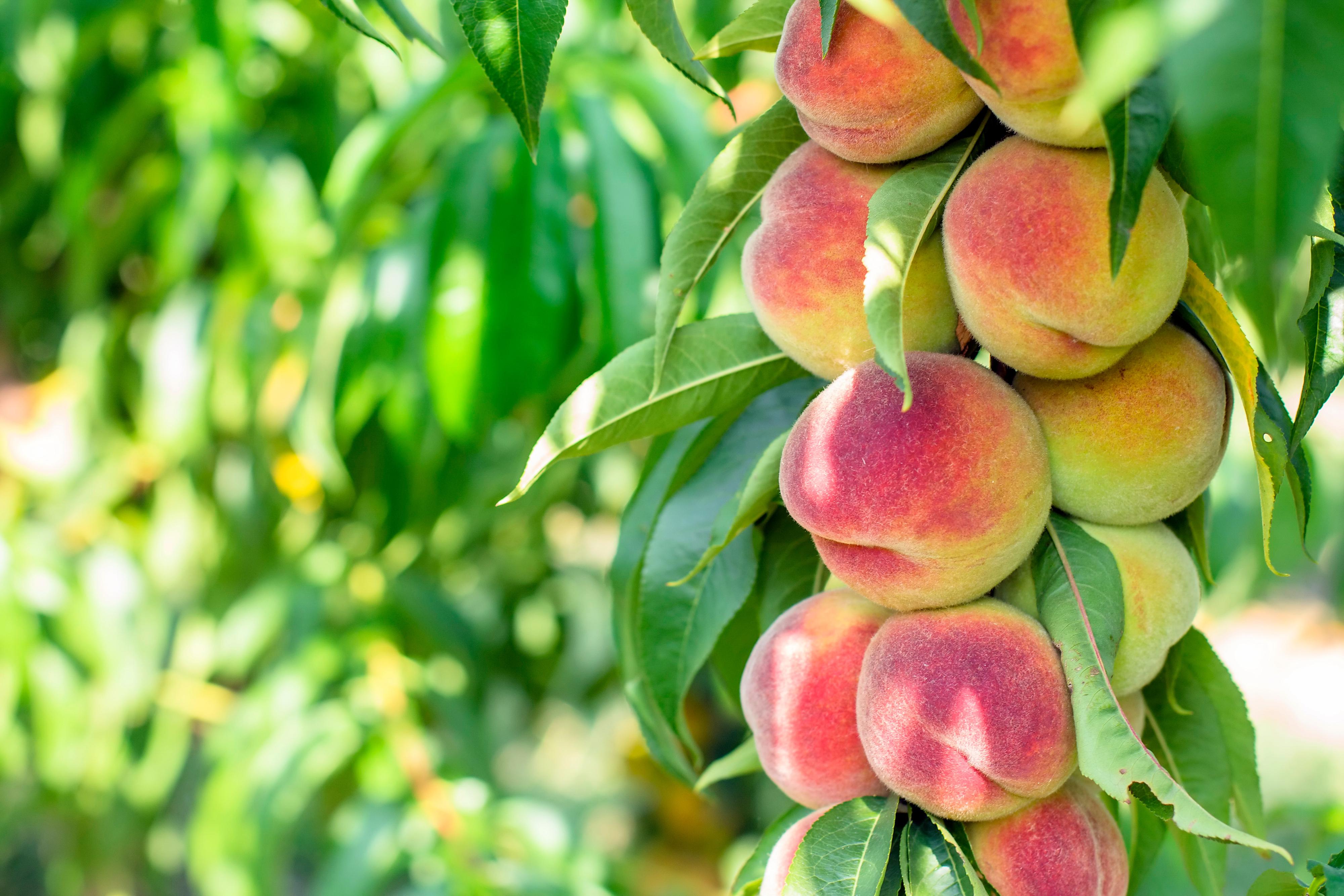 Prodej ovocných stromků a keřů