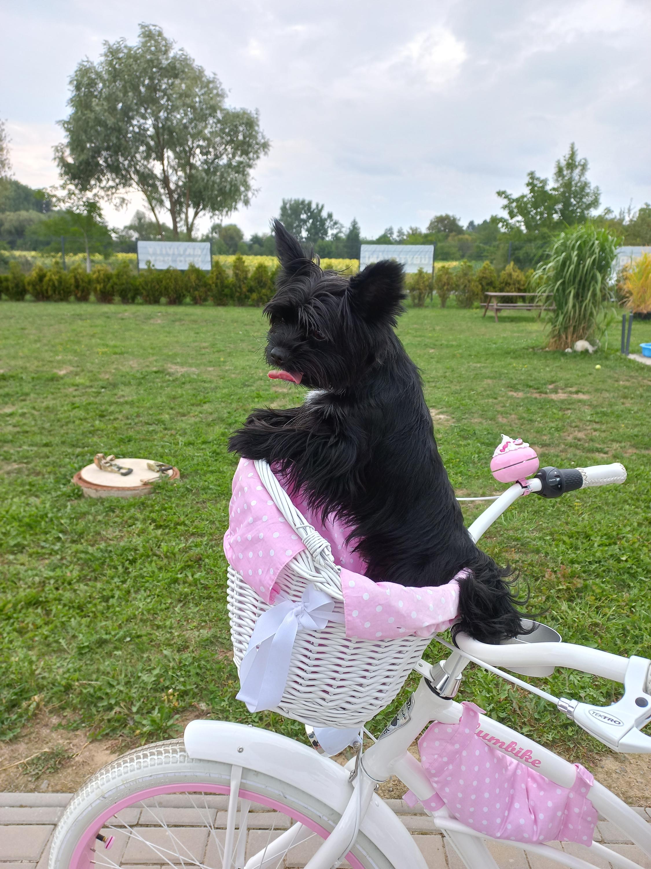 EASTWIND DOG CENTER foto 2