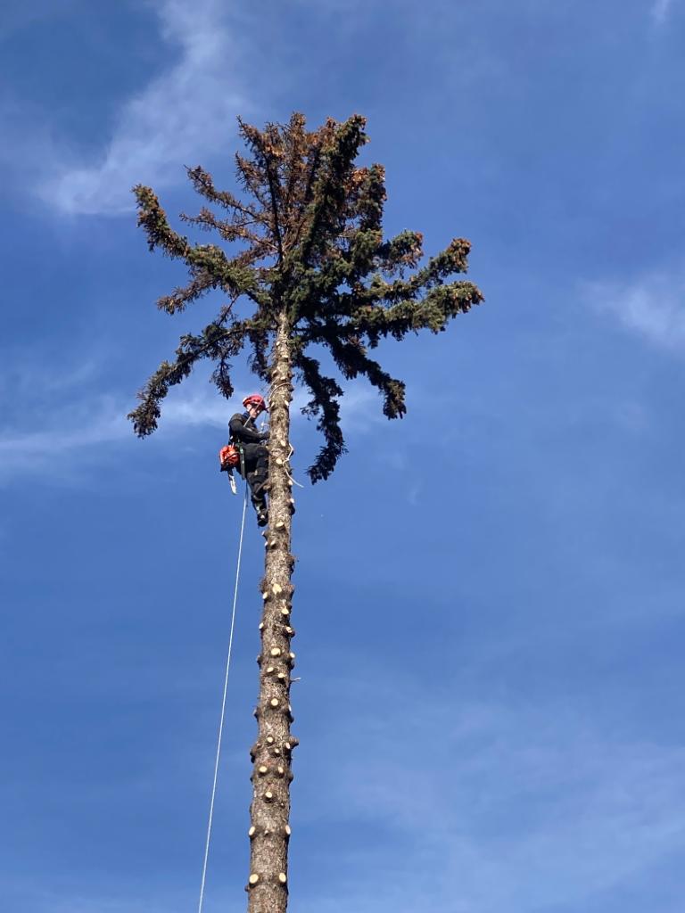 Rizikové kácení a ošetření stromů  ARBO-JEHLA foto 2