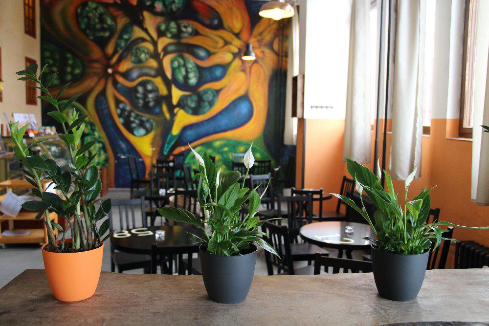 InKafe foto 2