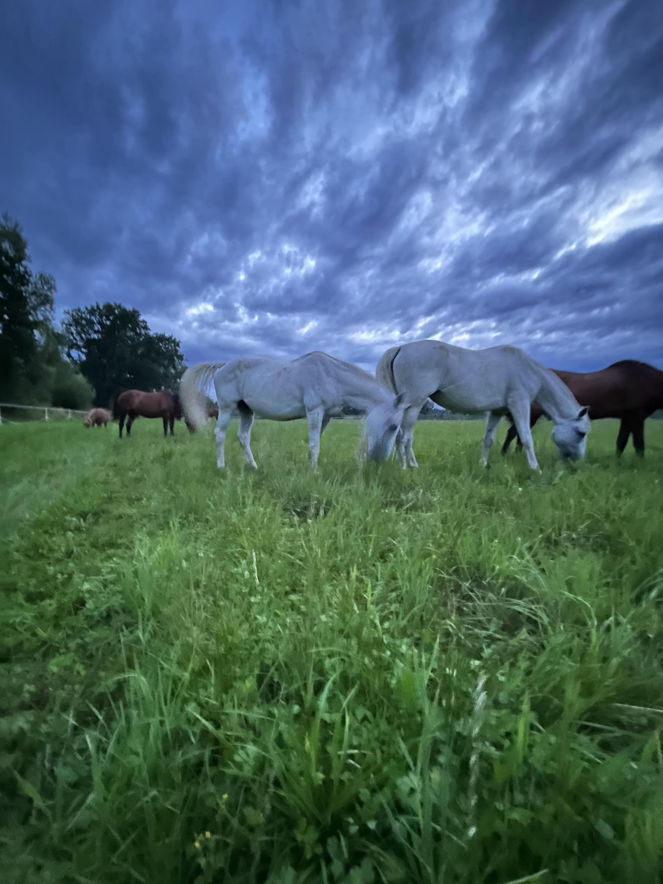 Dvůr Olšiny Karviná foto 6