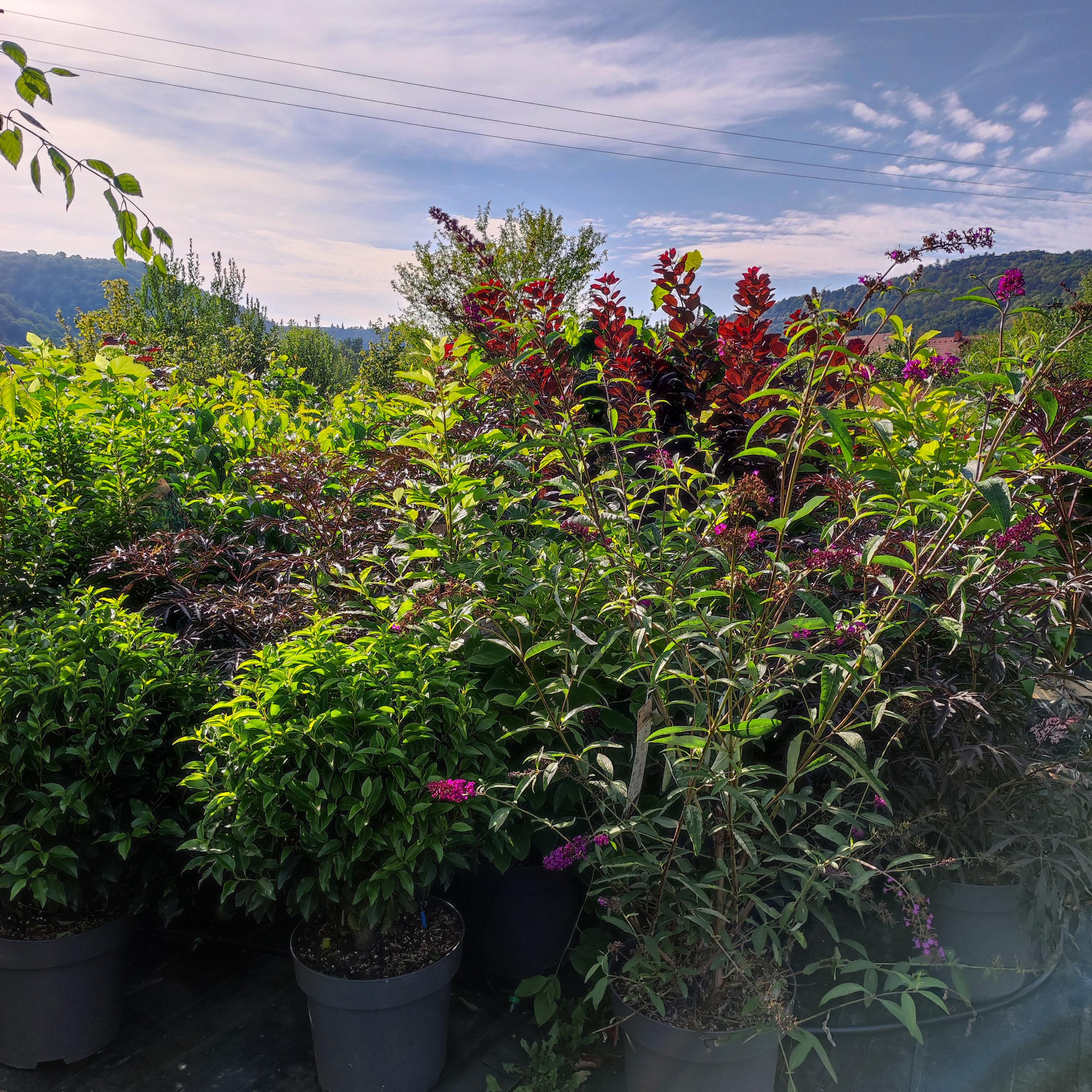 Zahradnictví Arónie