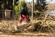 Fotografie Tomáš Kopřiva - Arboristika a rizikové kácení