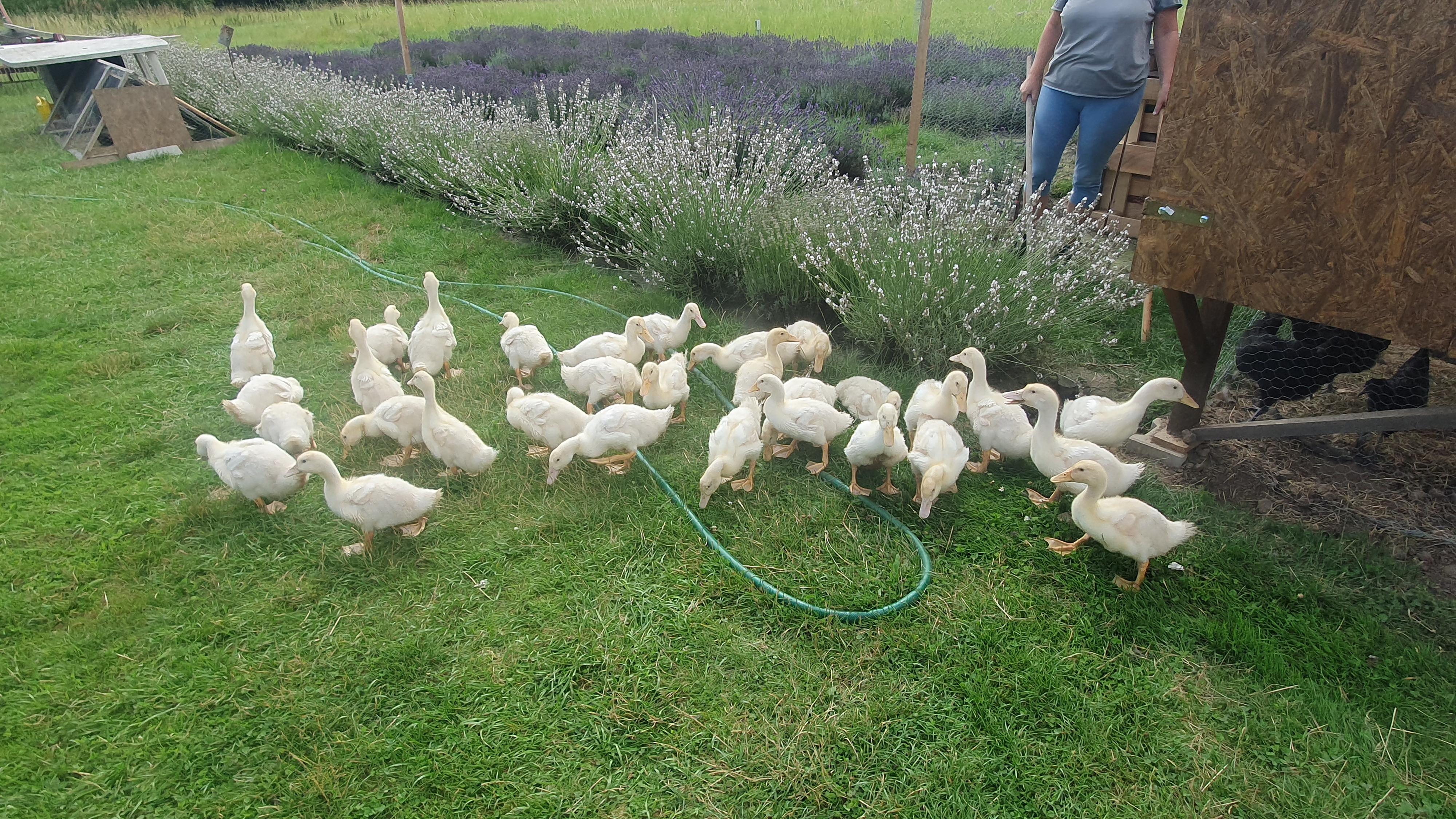 Farma Dorážka foto 4