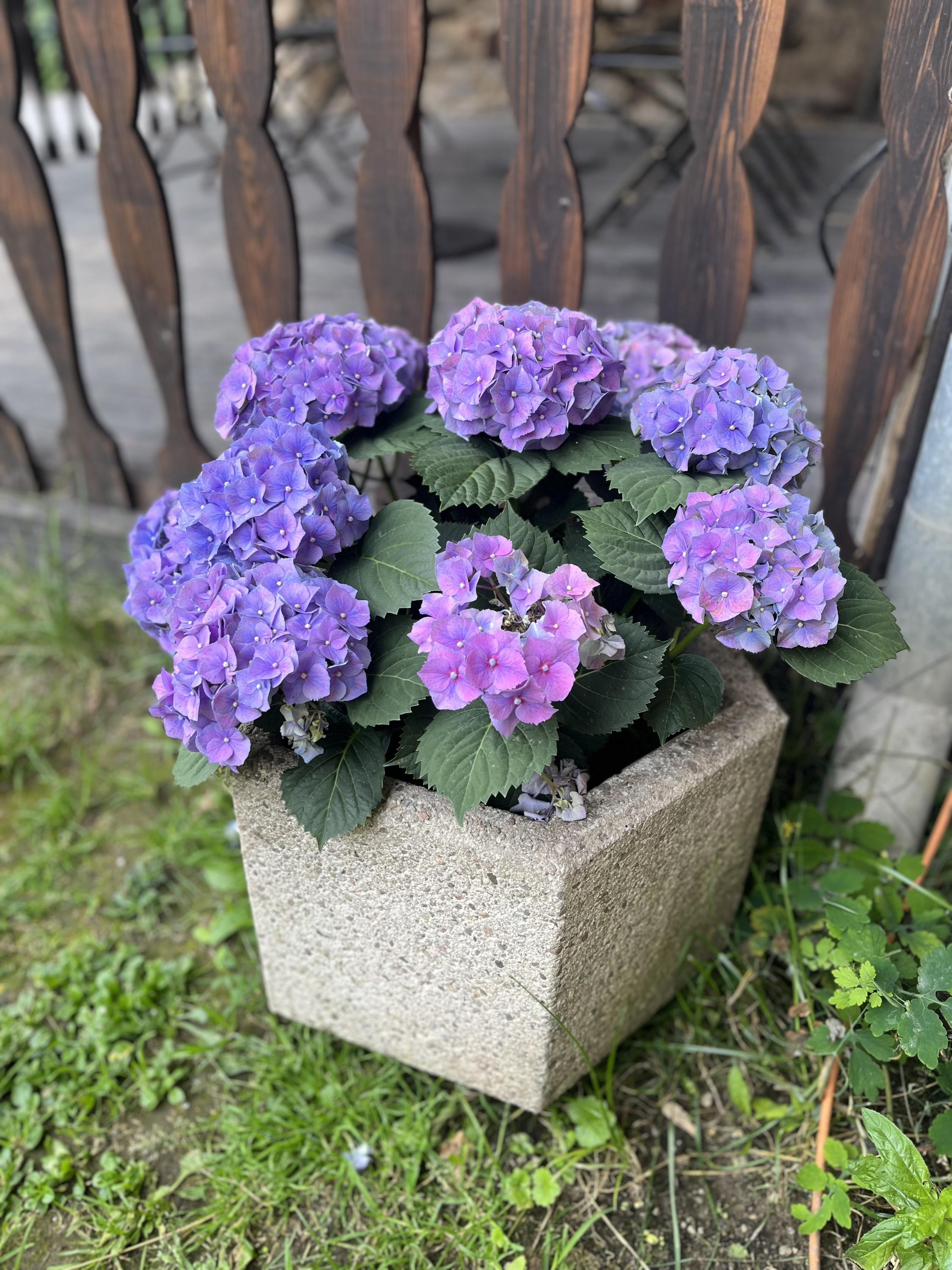 Zahrada U Hradeb foto 5