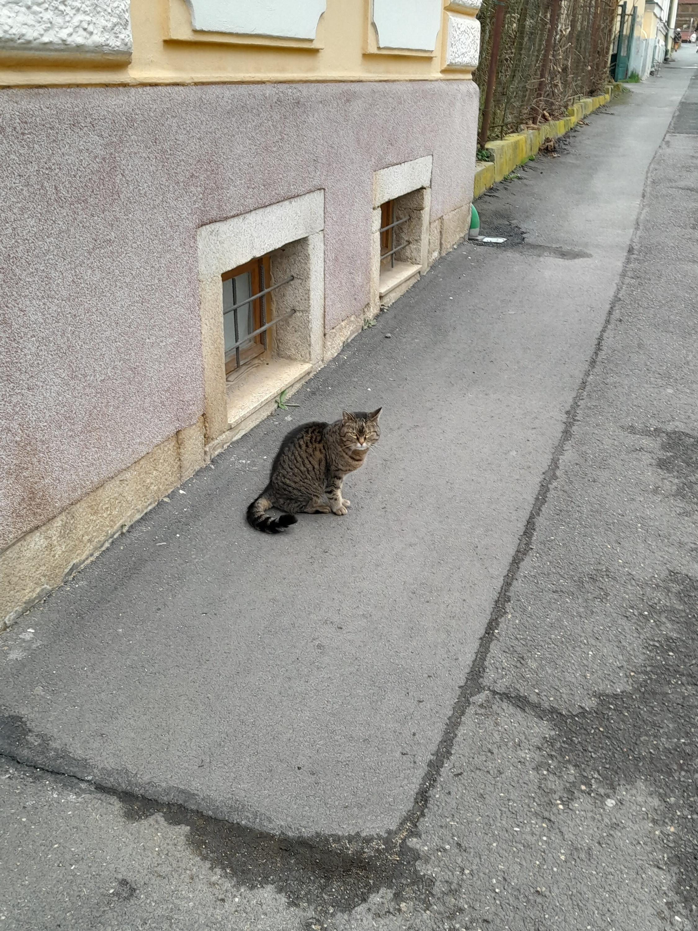 Pension Abbazia foto 2